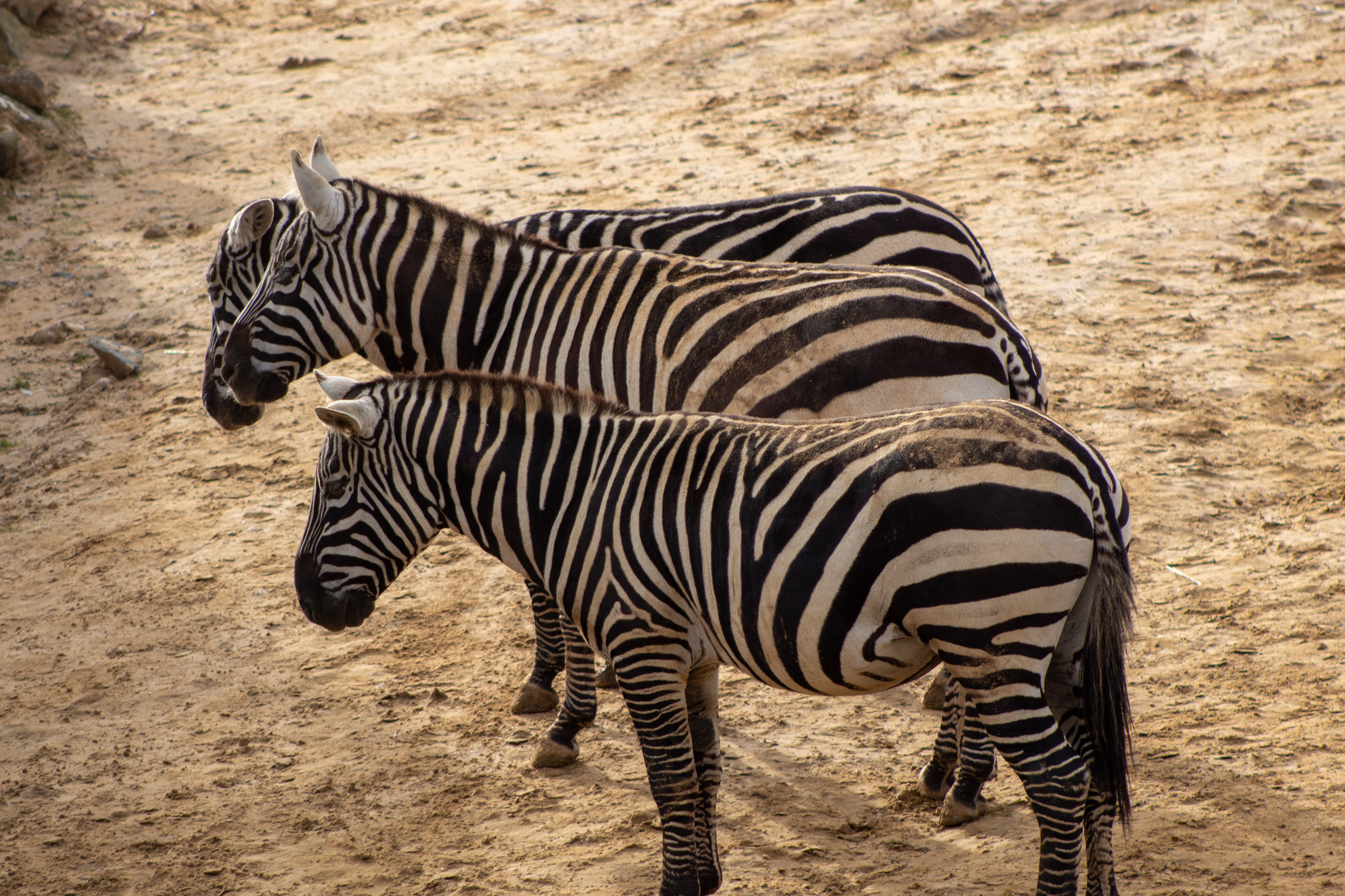 Why do Zebra's have black and white stripes?