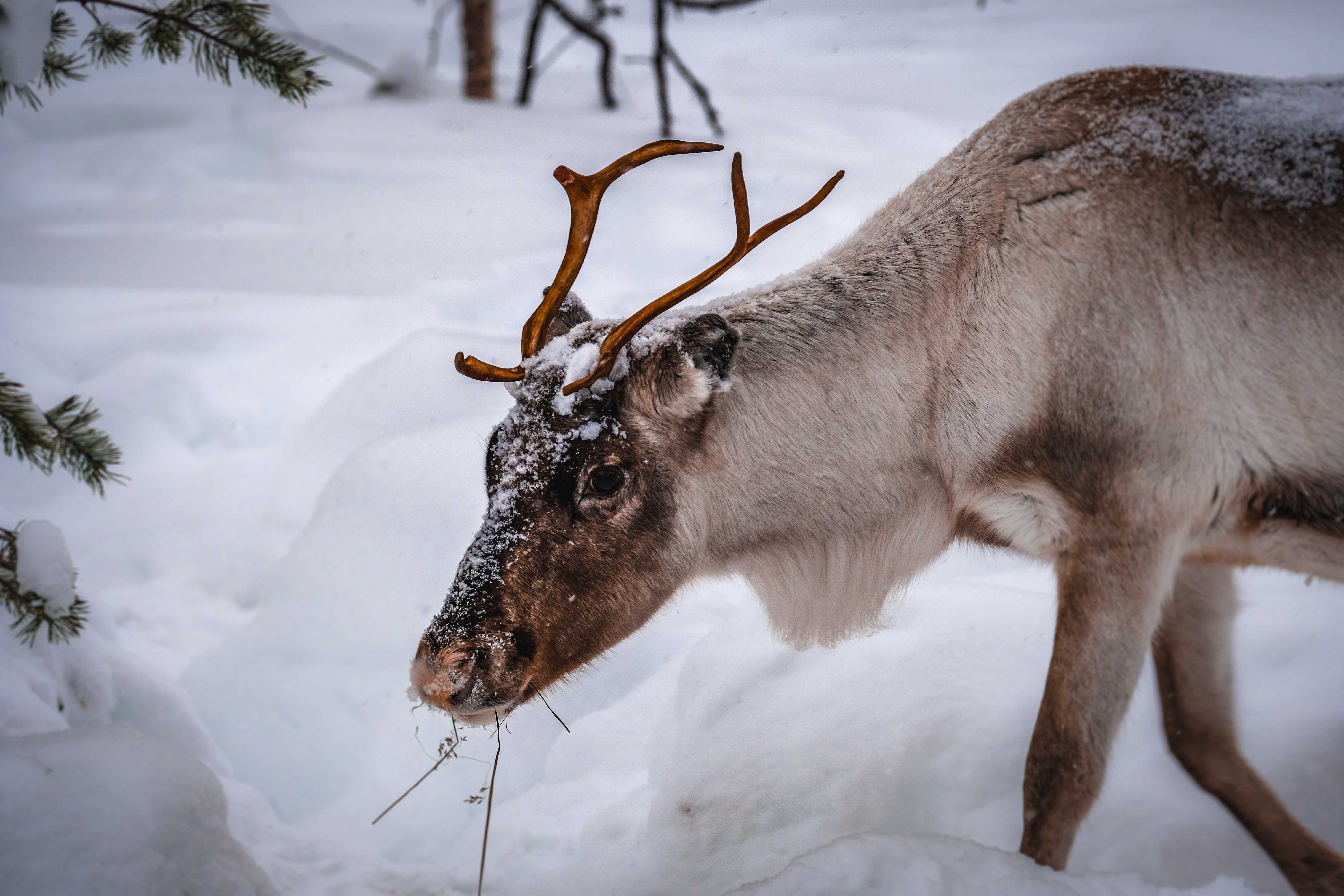 Animals that are found in Lapland