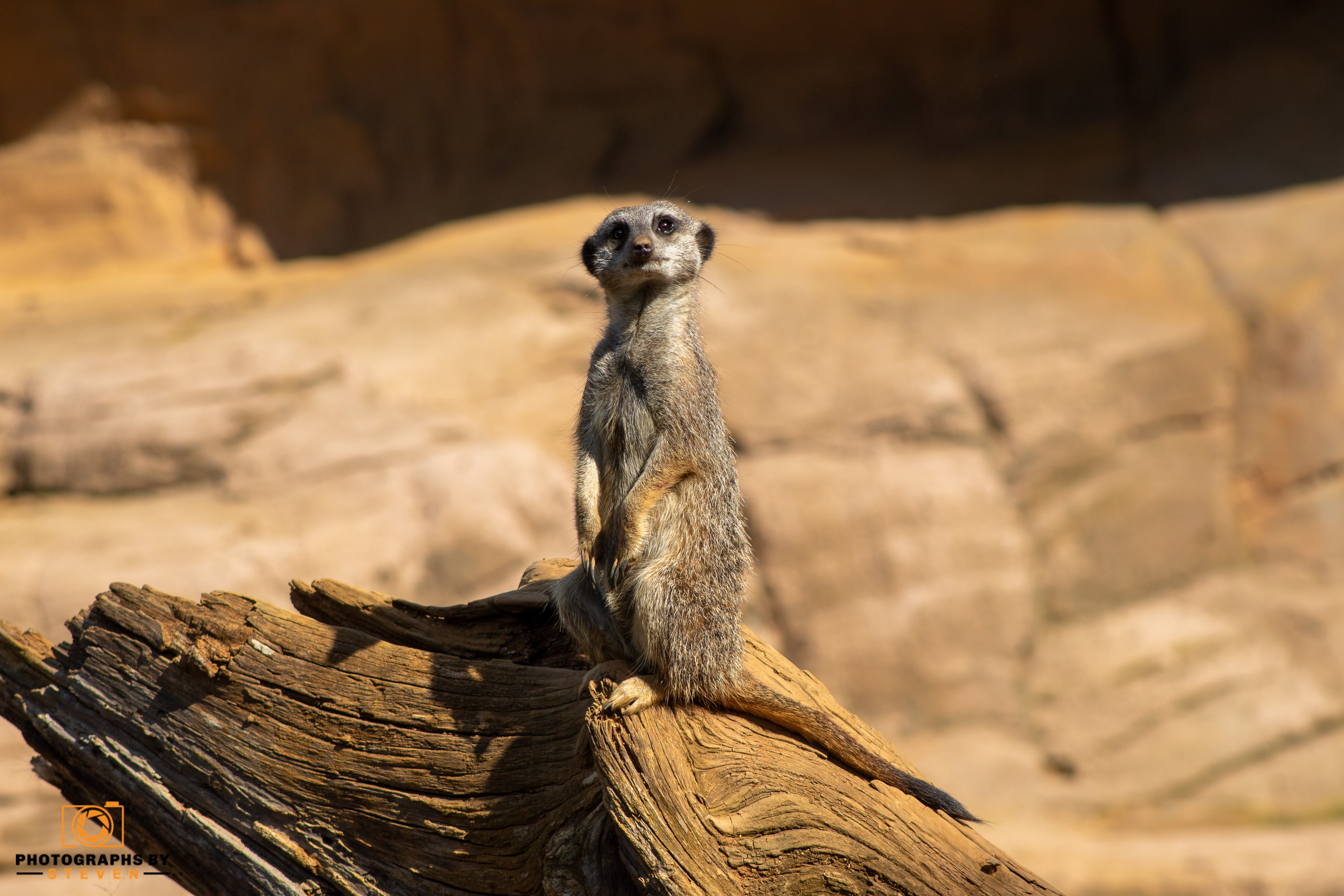 Fun facts about Meerkats