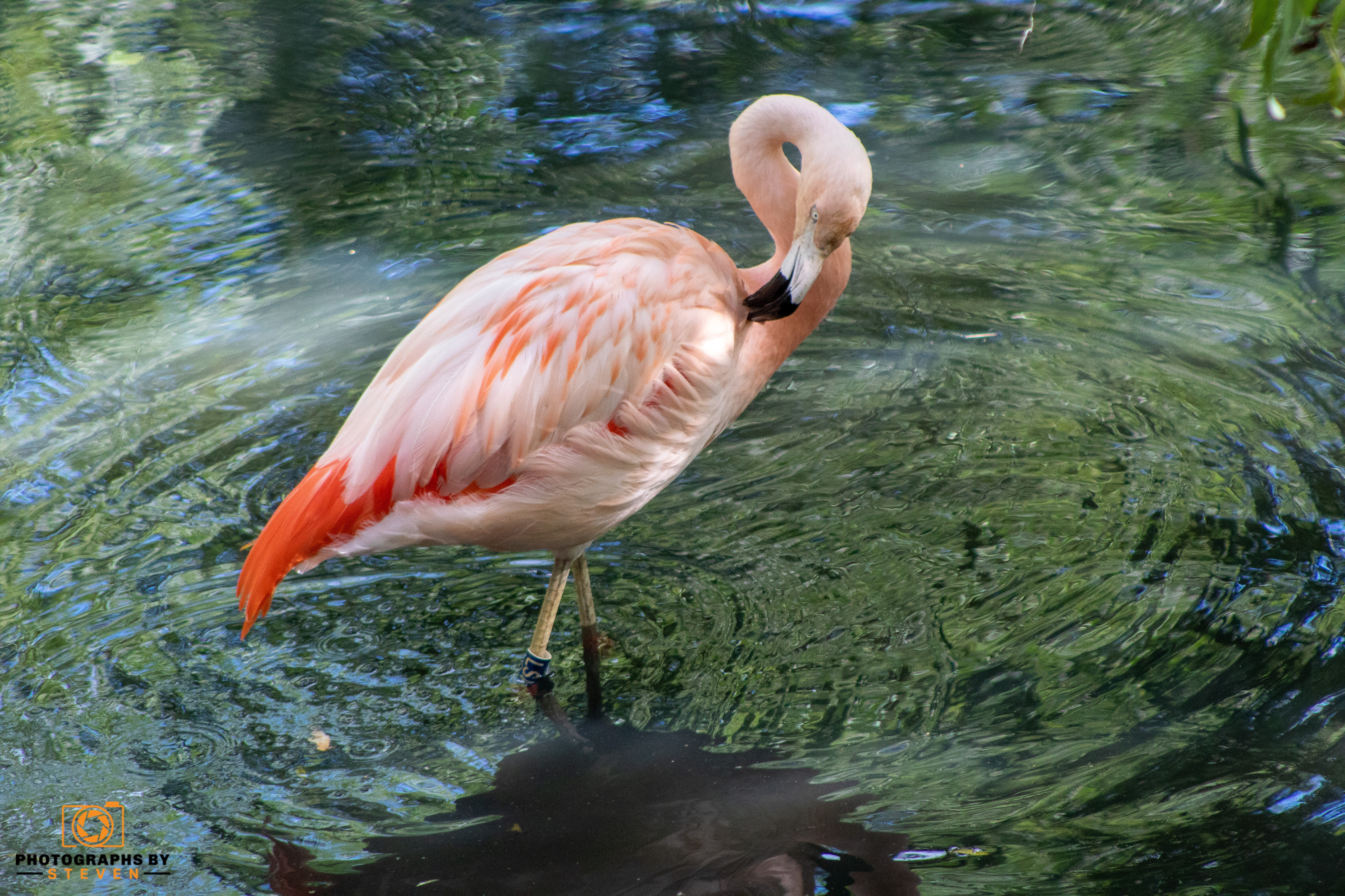 Why are flamingos pink?