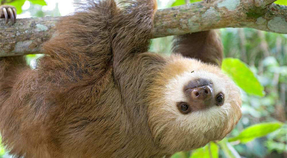 Sloths: The World's Slowest Mammals