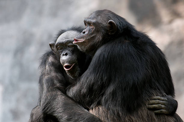 The Chimpanzee–Wildlife And Habitat