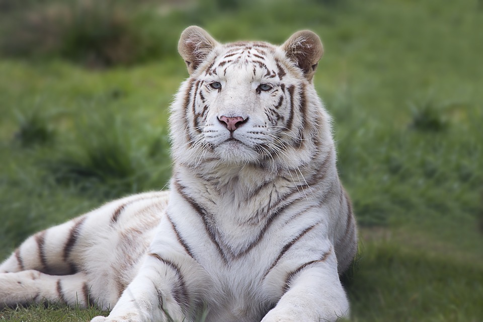 Tigers: The Strange History Of White Tiger