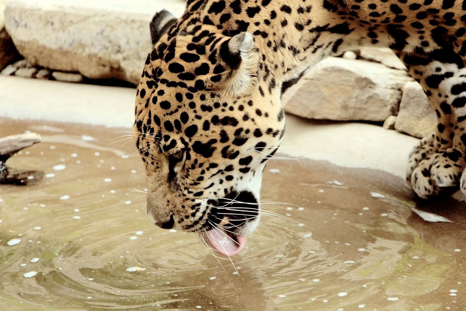 Fun Facts about Jaguars