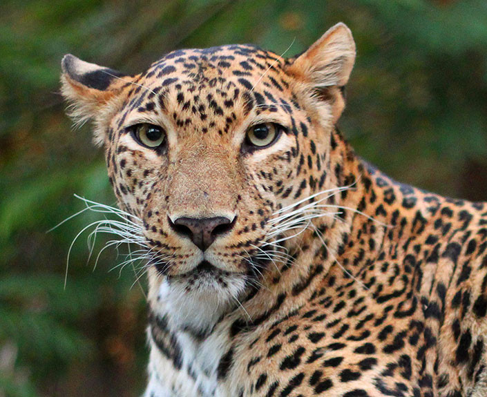 Fun Facts about Leopards: Their Habits, Diet, and Other Details