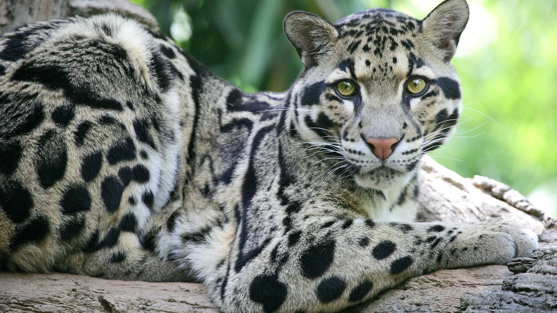 Fun Facts About Clouded Leopards