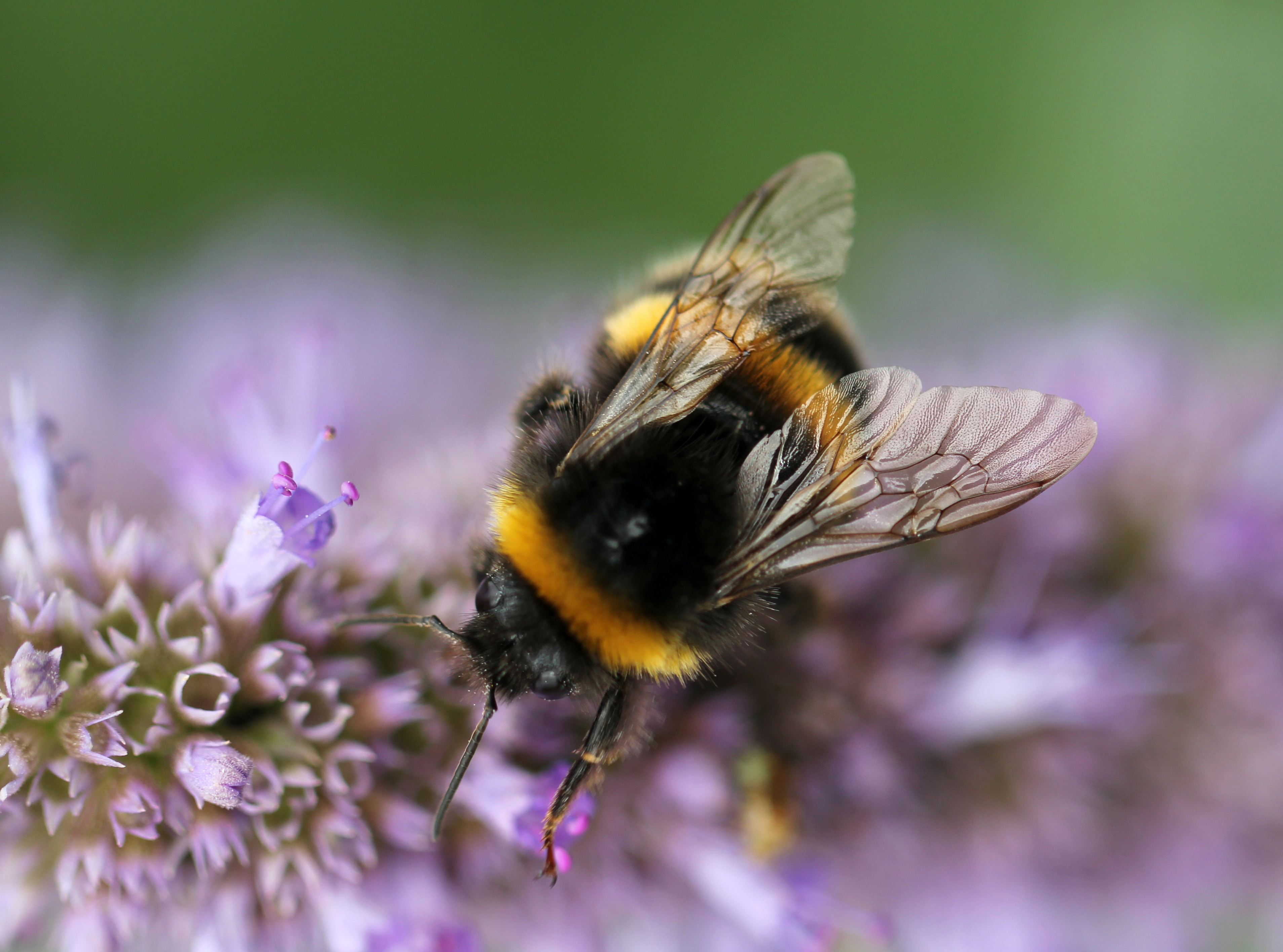 The Fascinating World of Bees: A Close-Up Photography Guide