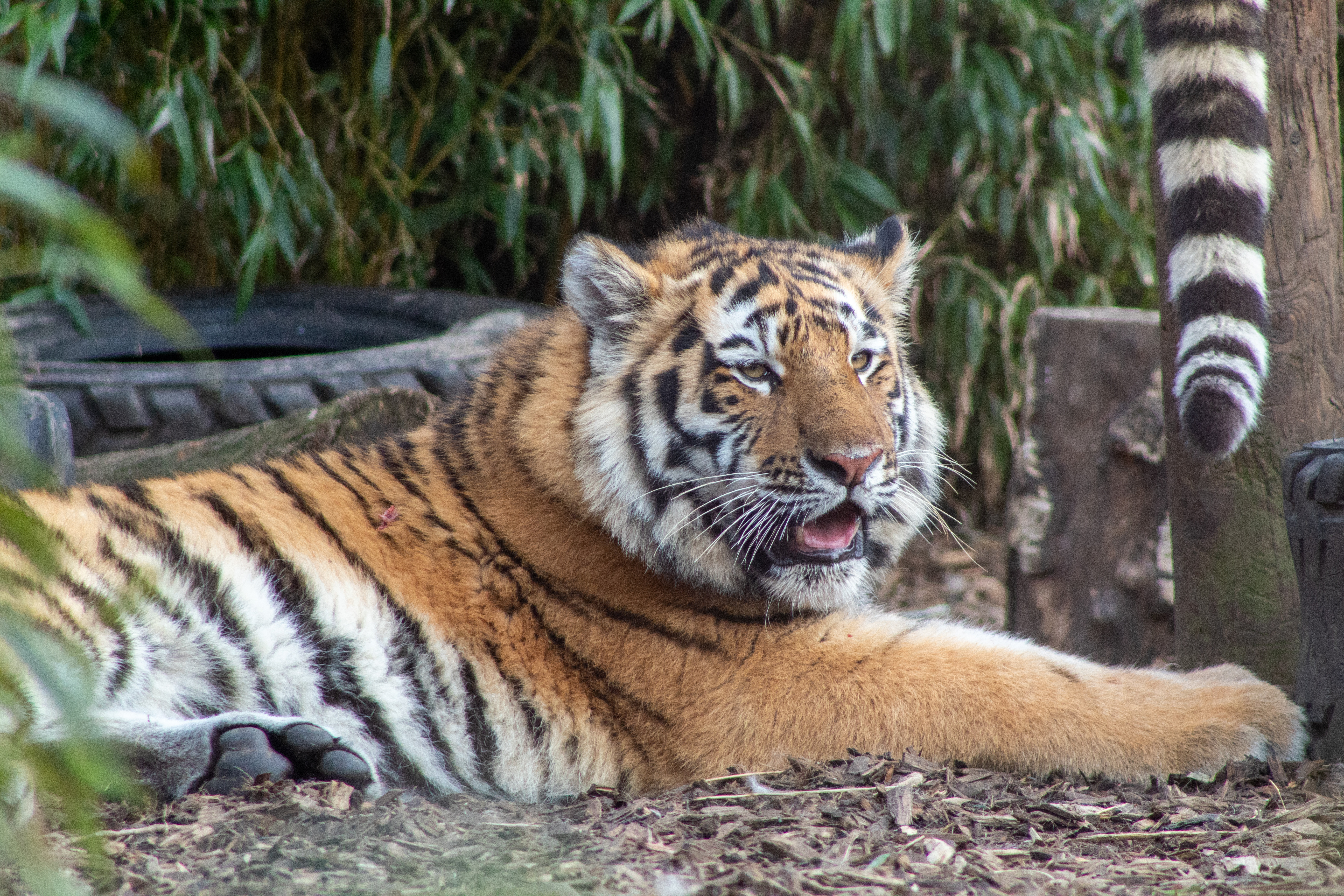 Amur Tiger Cub