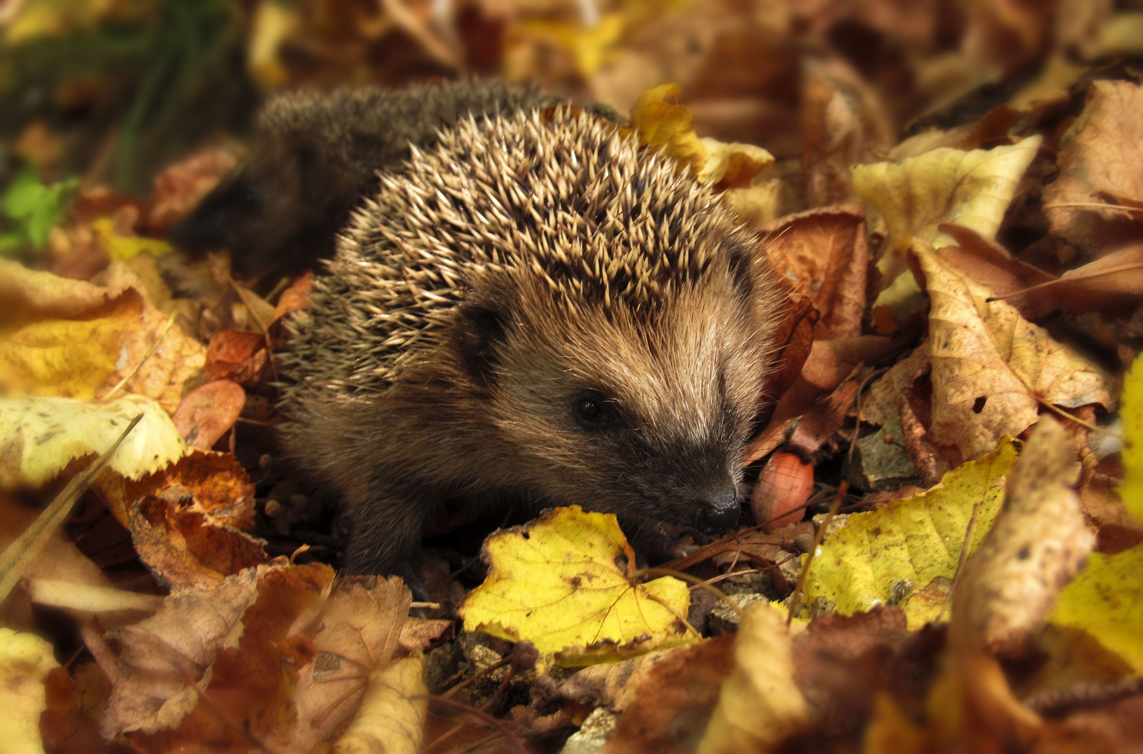 hedgehog wildlife fireworks