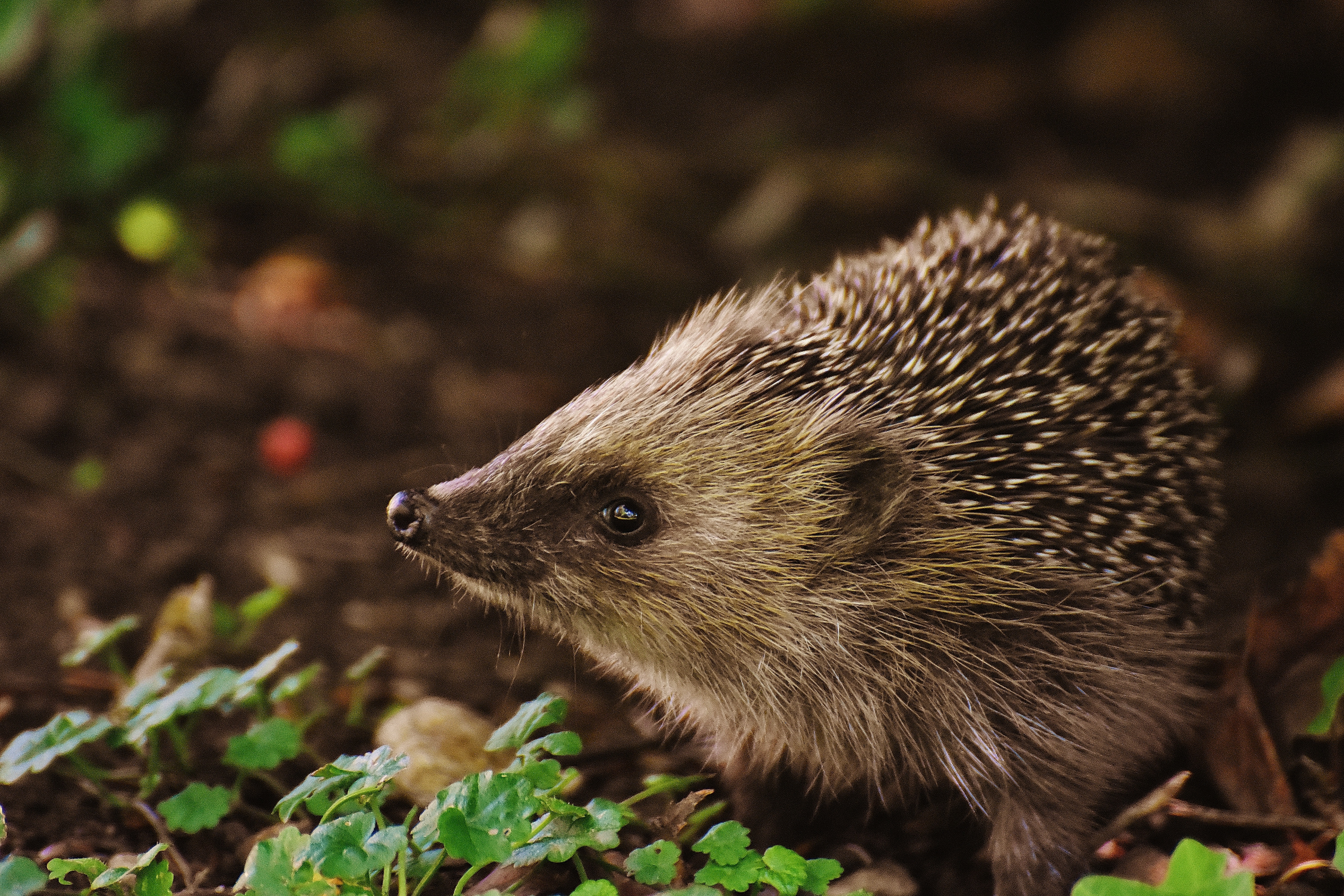 animals wildlife autumn