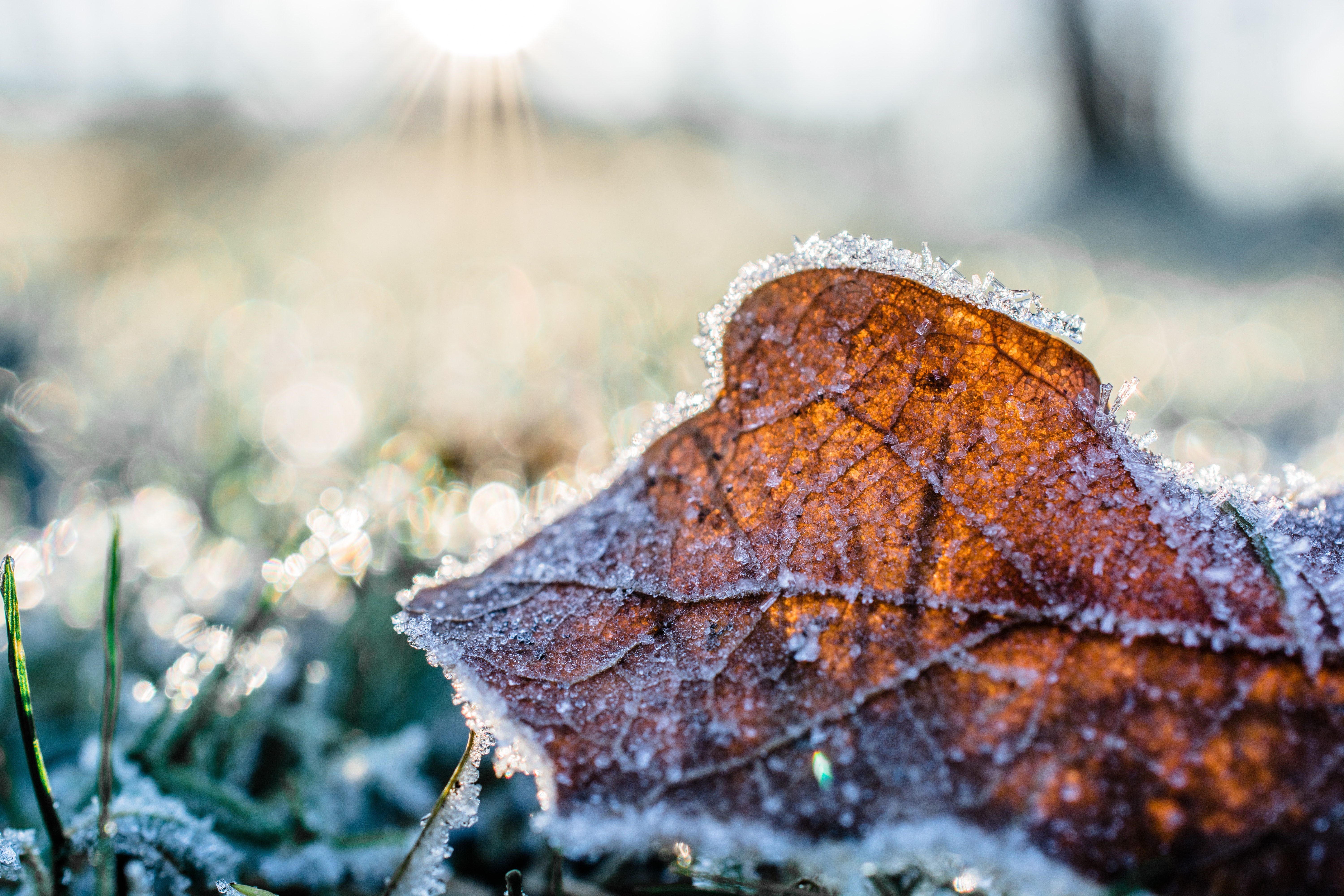 frosty leaf inn winter