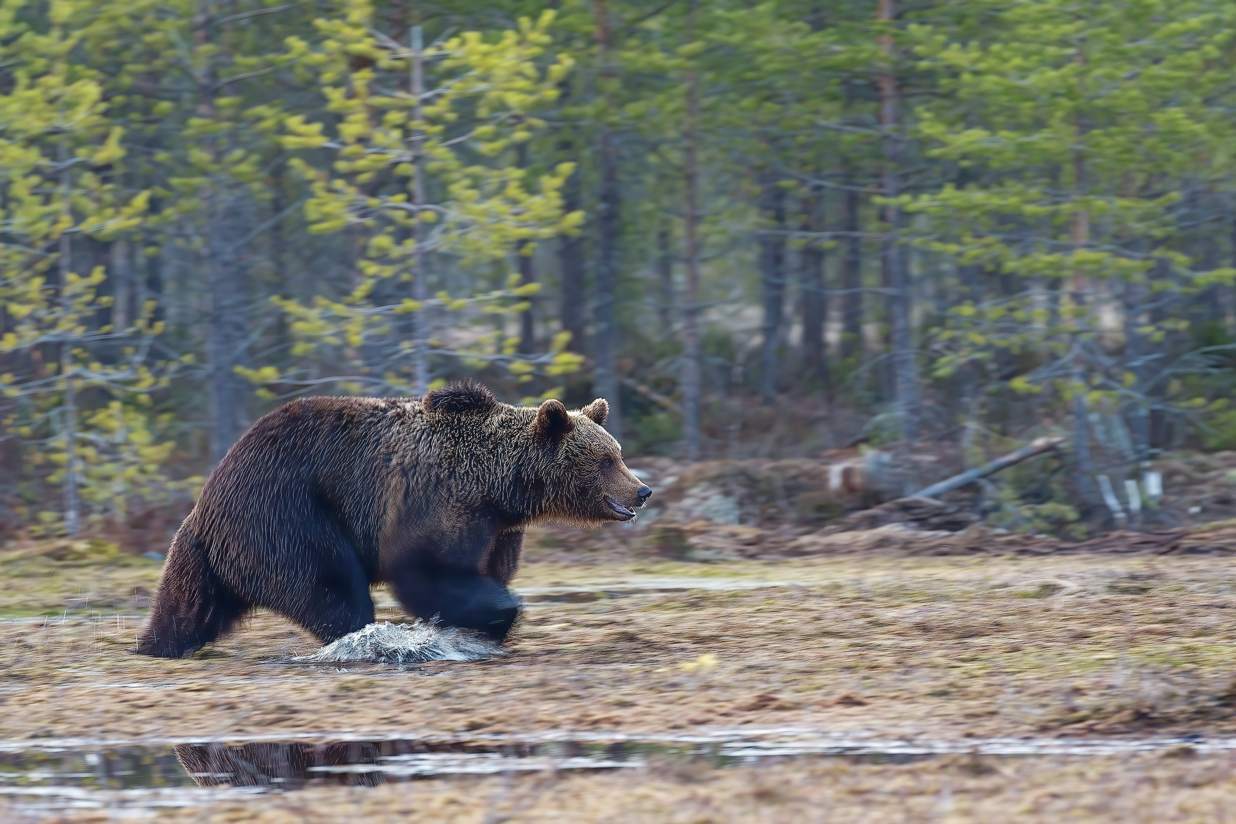 bear in lapland