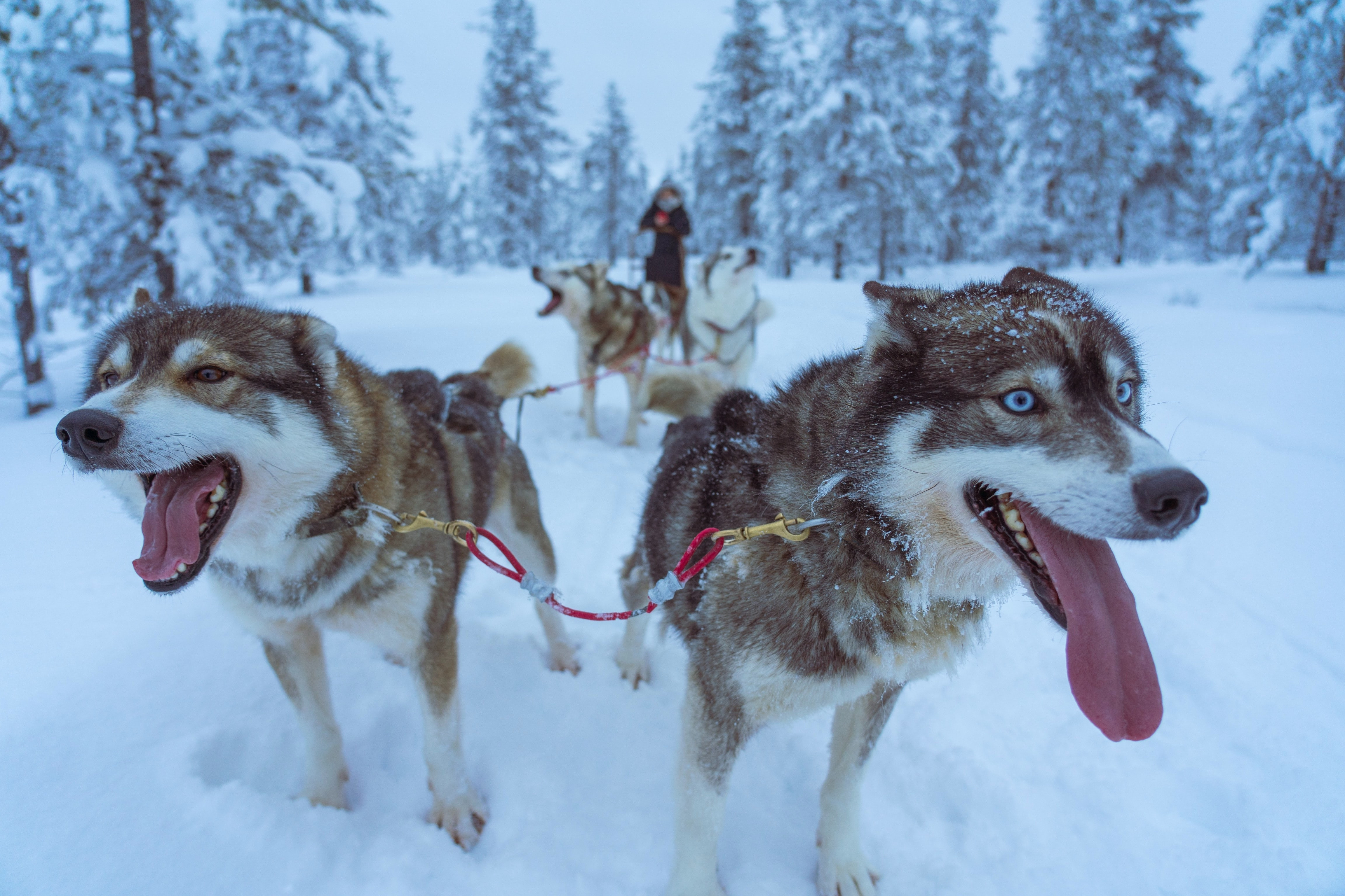 huskies in lapland