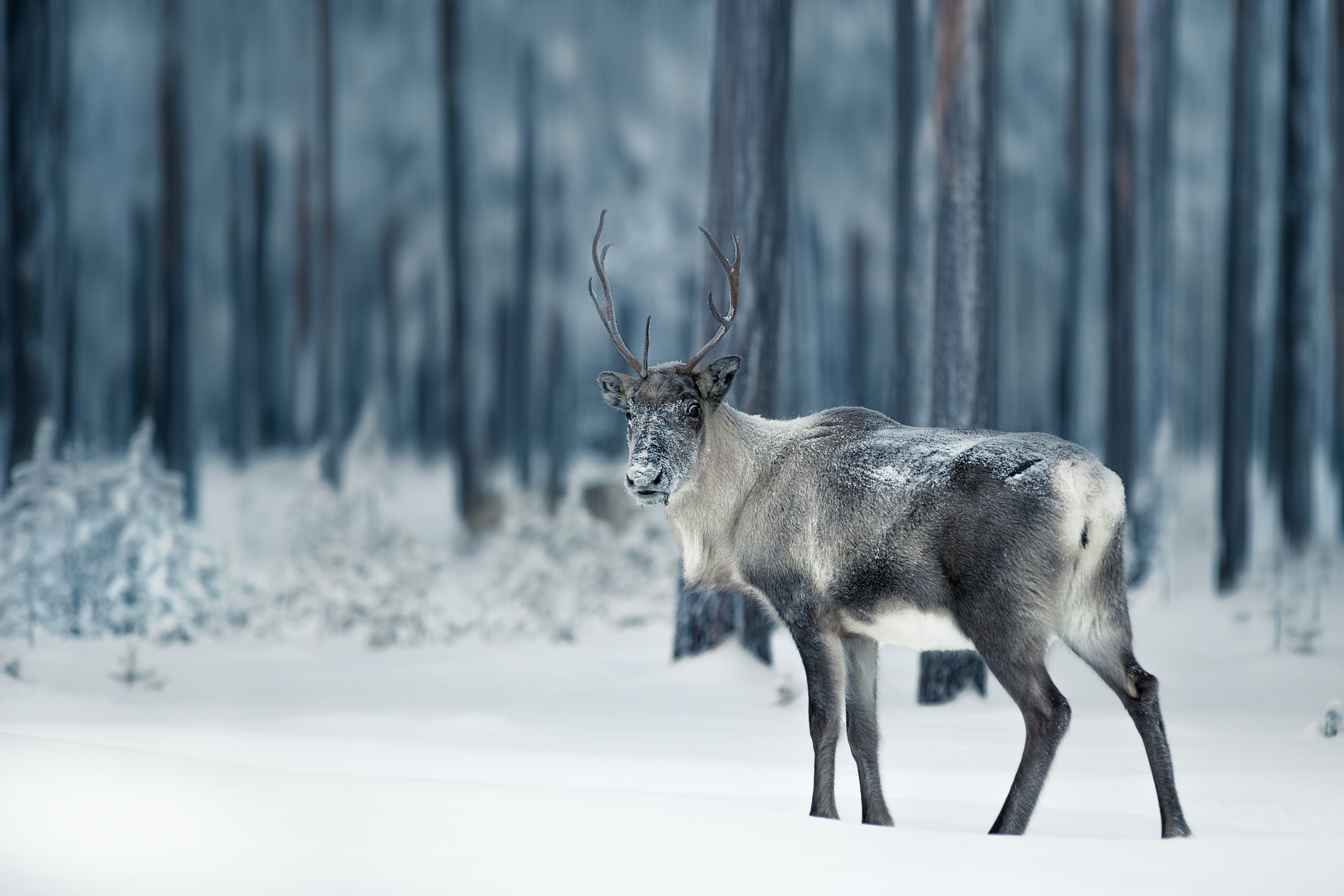 reindeer in lapland