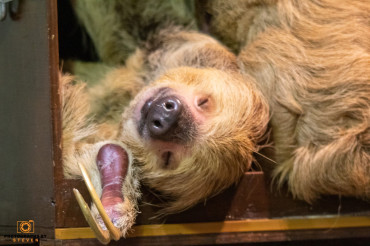 Weird facts about a three-toed sloth