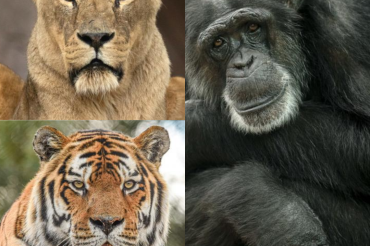 The five Colchester Zoo deaths which broke our hearts