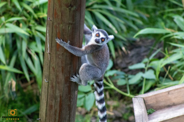 Fun Facts About Ring-Tailed Lemur