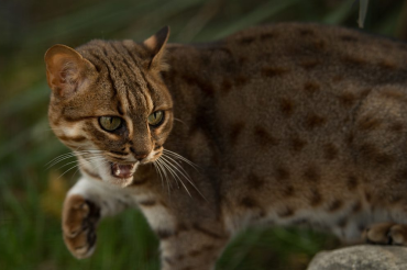 Discover the World's Smallest Wild Cat: The Intriguing Rusty-Spotted Cat