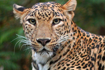 Fun Facts about Leopards: Their Habits, Diet, and Other Details