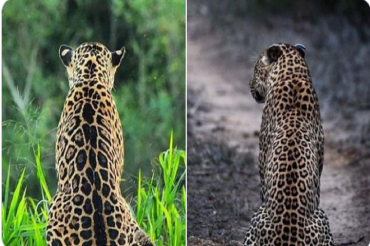 What distinctions exist between a leopard and a jaguar?