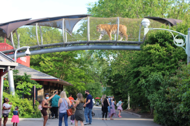 From Antiquity to the Present: The History of Zoos