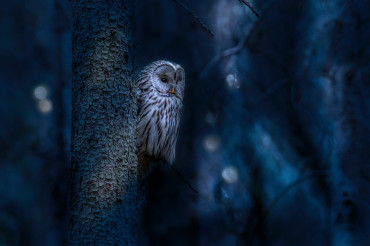Wildlife Photography Challenge: Photographing Nocturnal Creatures