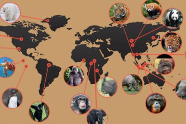 How Many Animals Exist Worldwide?