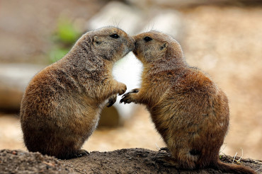Through the Lens: The Life and Behaviour of Prairie Dogs