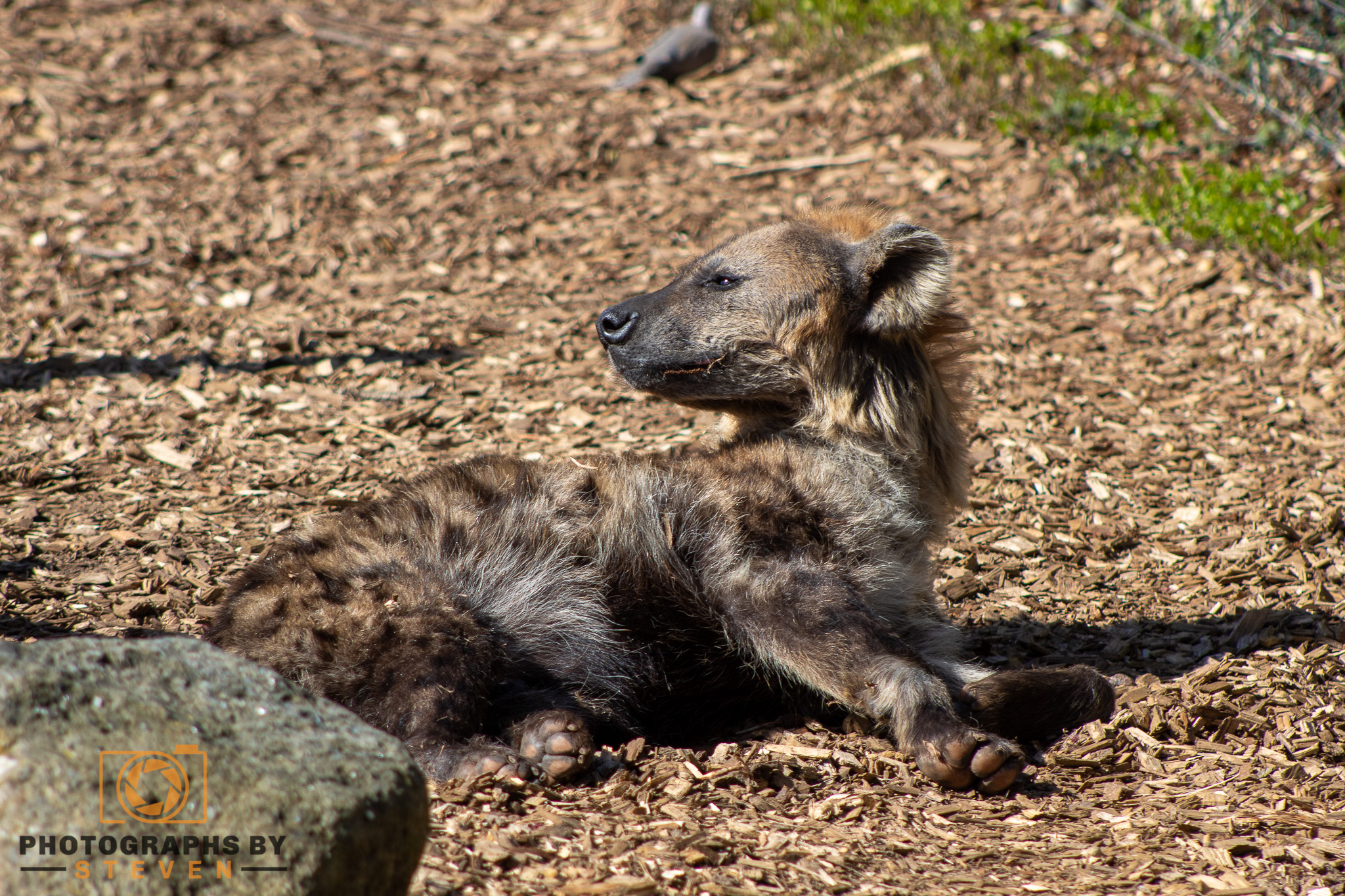 hyena wildlife mammal animal 