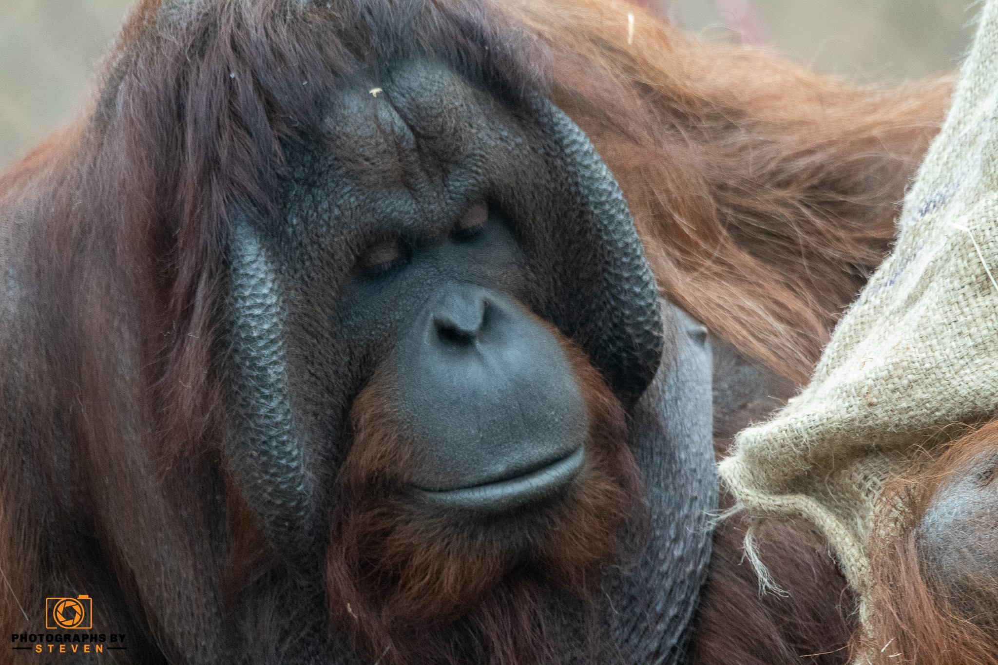 ape wildlife mammal animal orangutan 