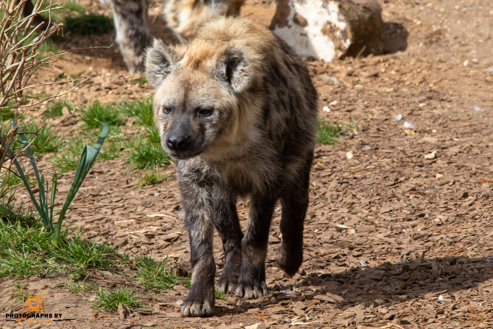 hyena animal mammal wildlife 