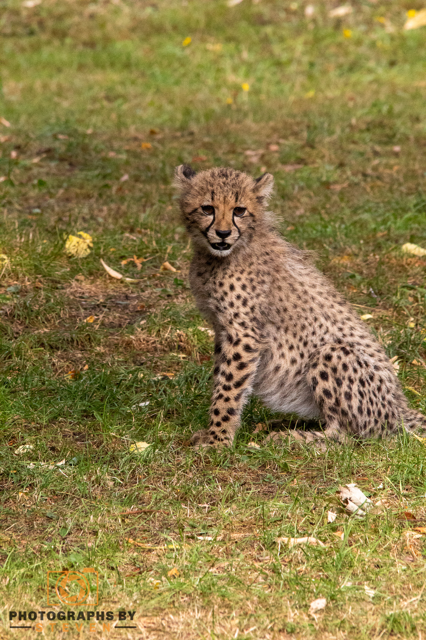 cheetah wildlife animal mammal 