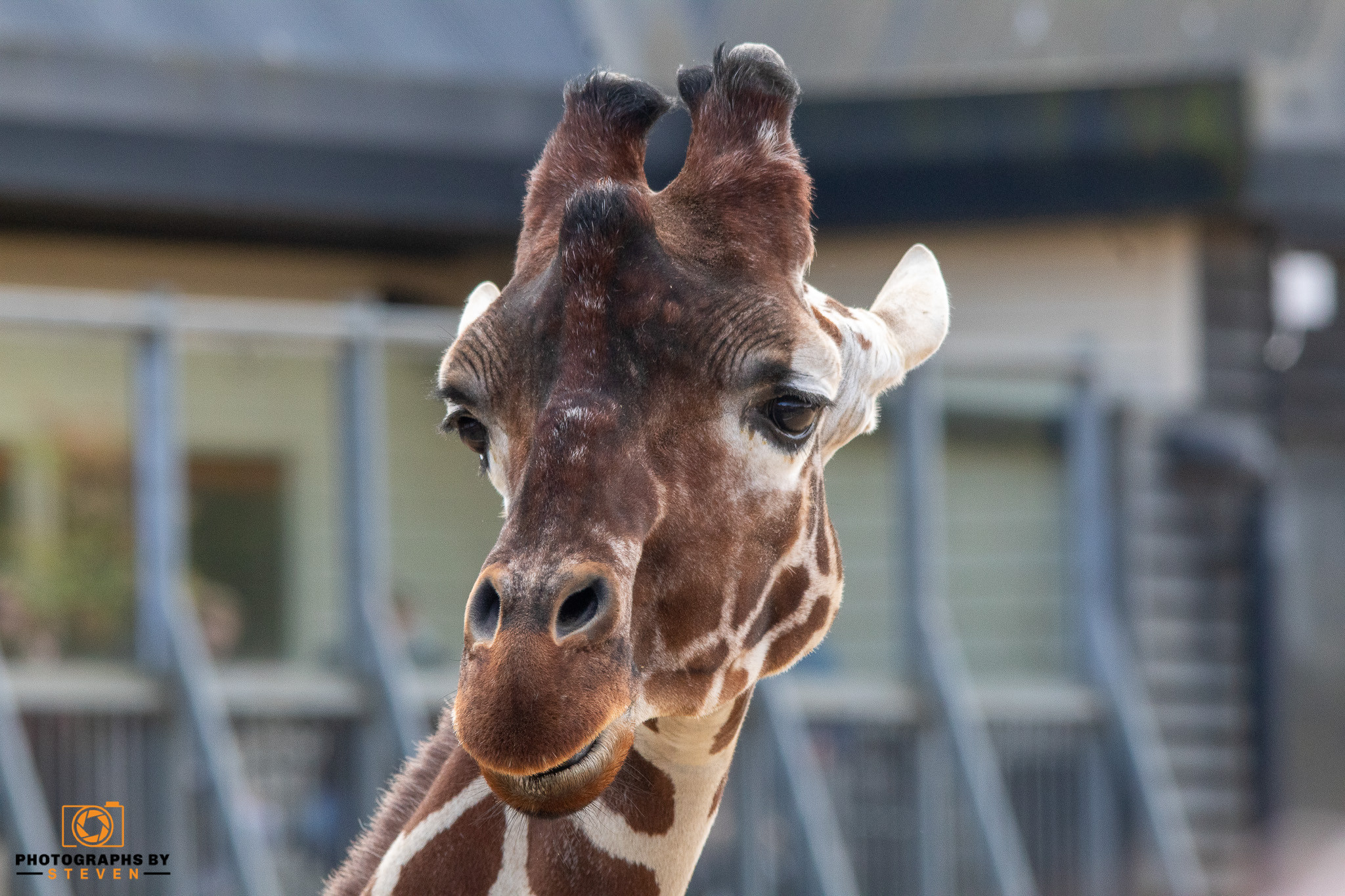 giraffe wildlife animal mammal 