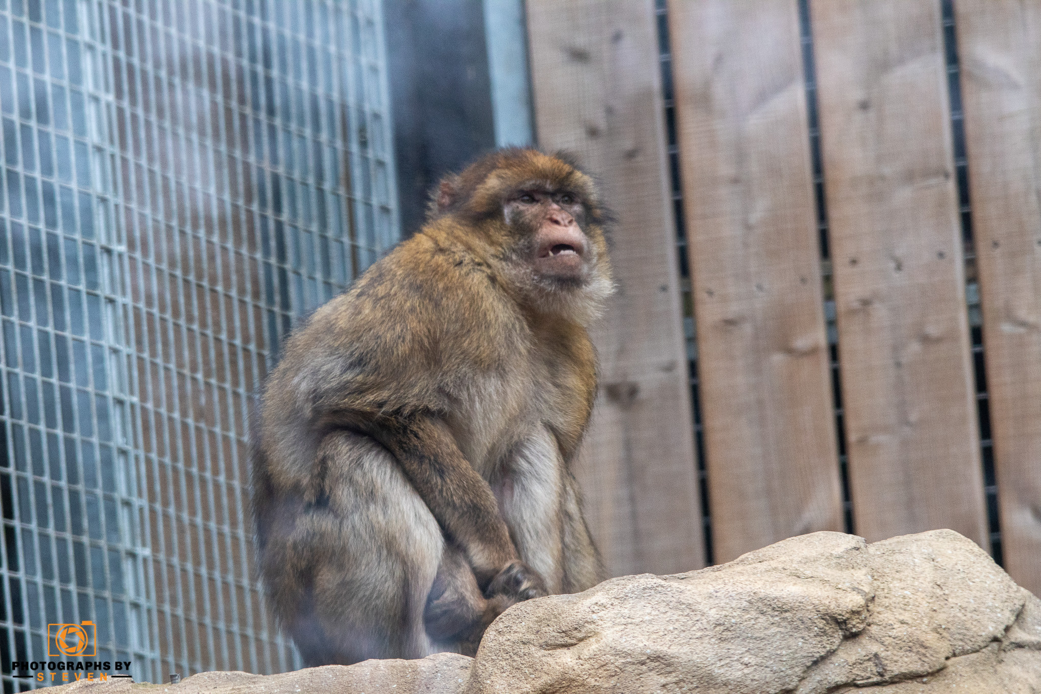 monkey wildlife animal mammal 