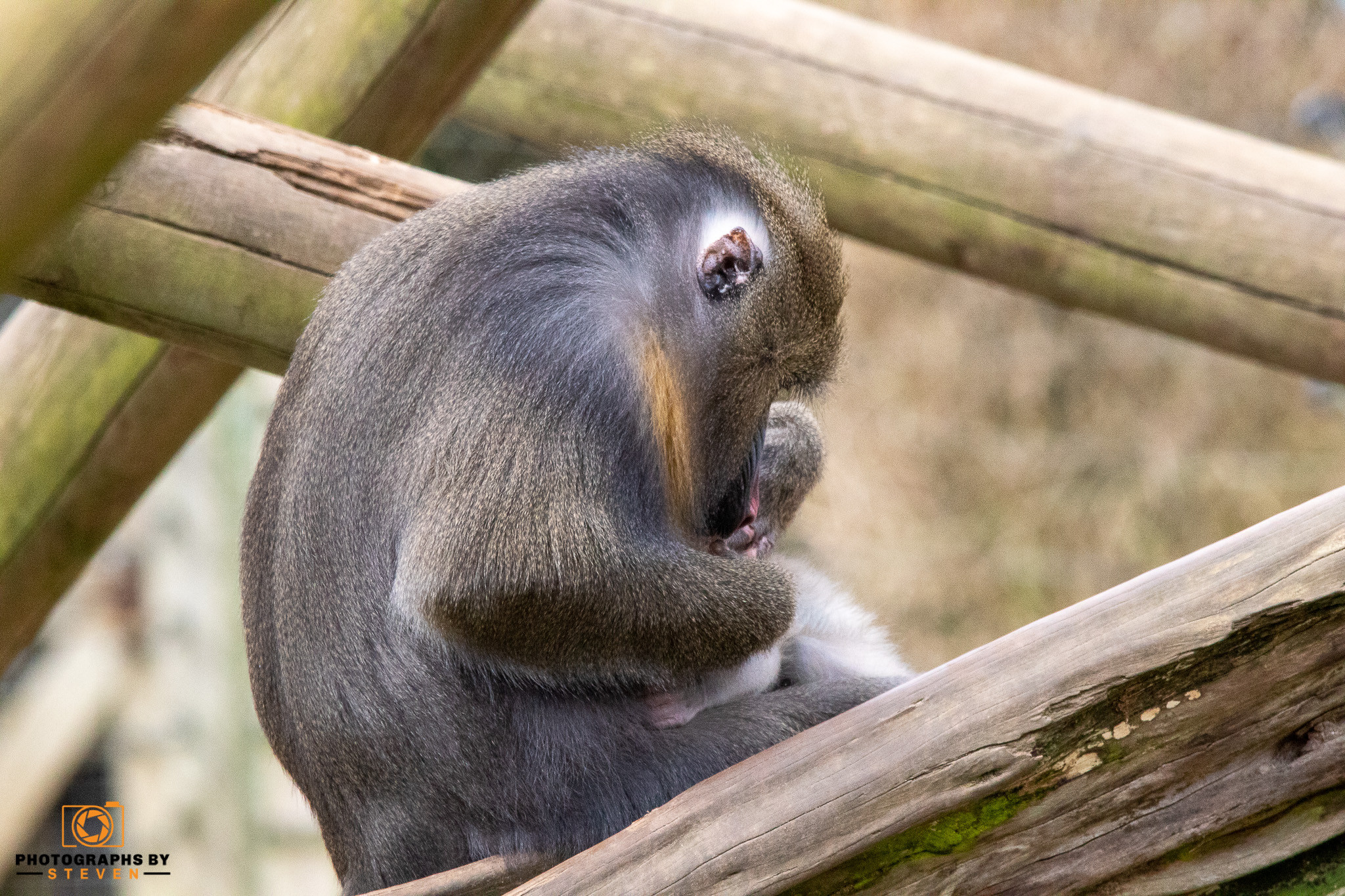 monkey mammal animal wildlife baboon 
