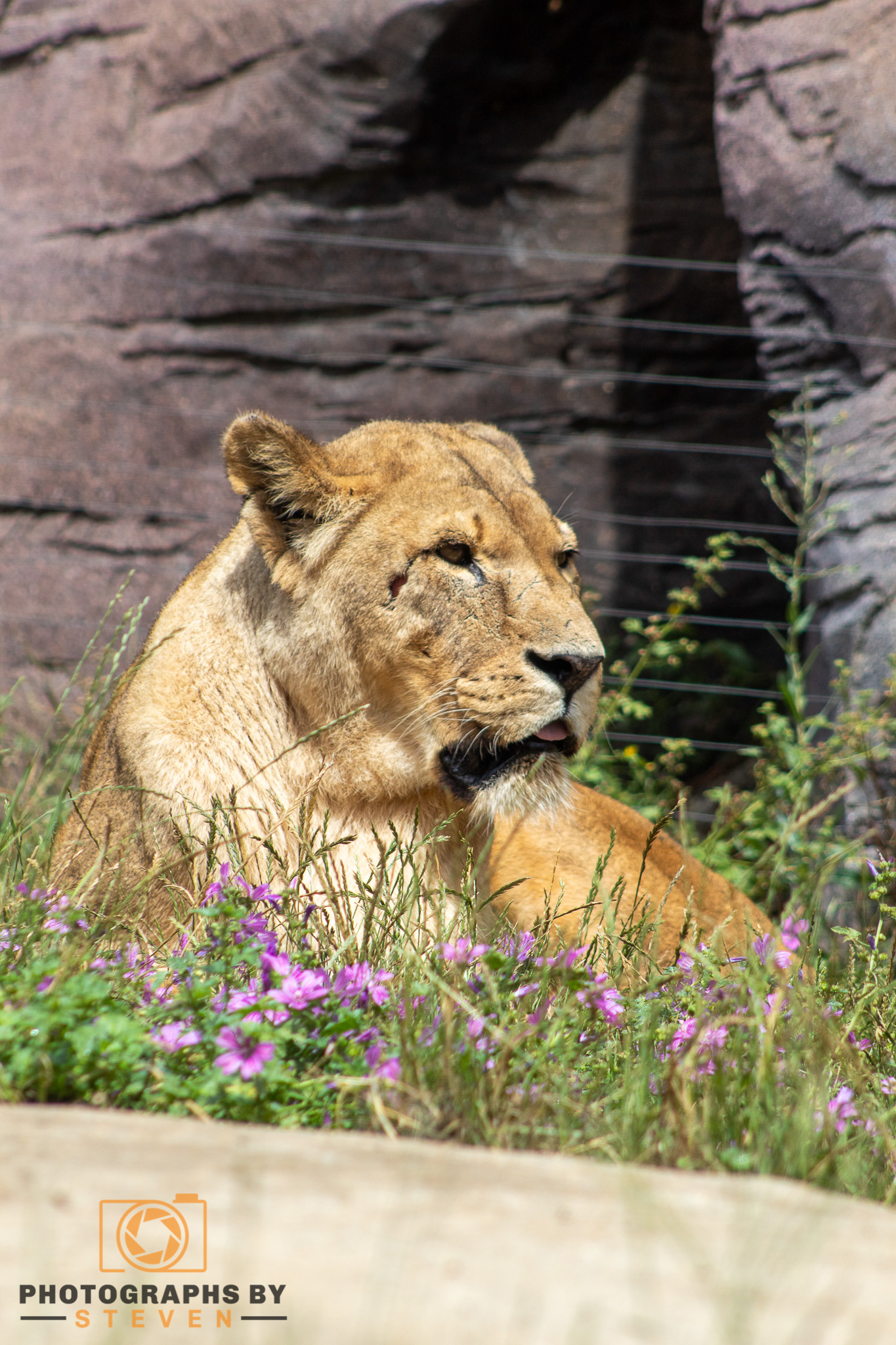 lion wildlife animal mammal 
