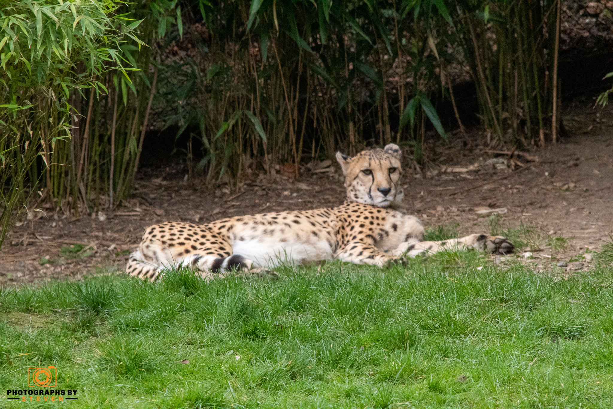 zoo animal cheetah mammal wildlife 