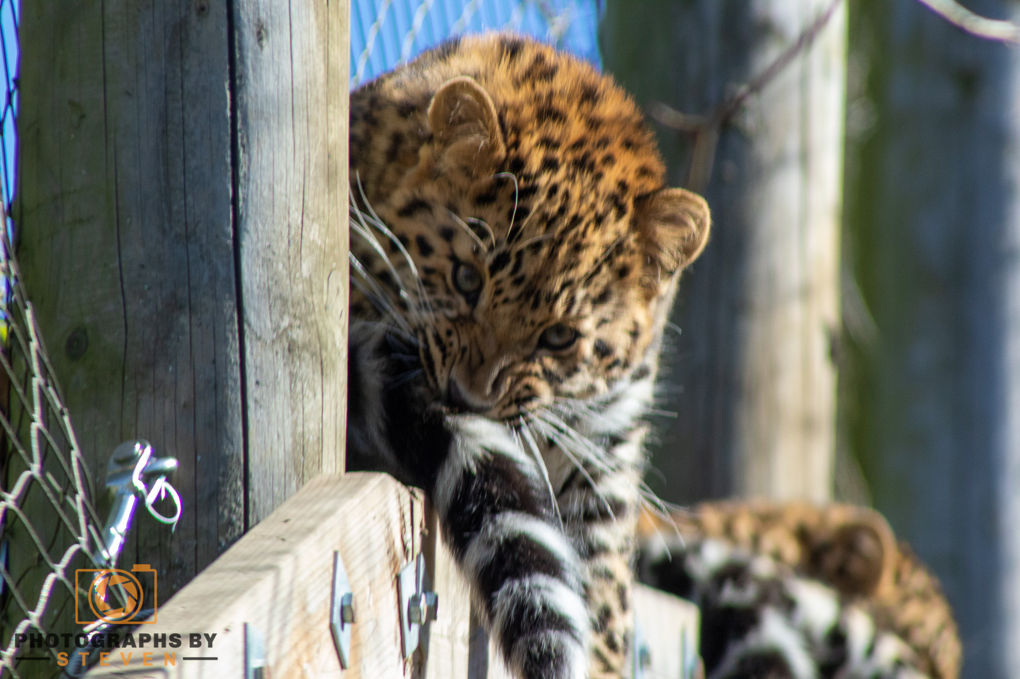 leopard wildlife animal mammal 