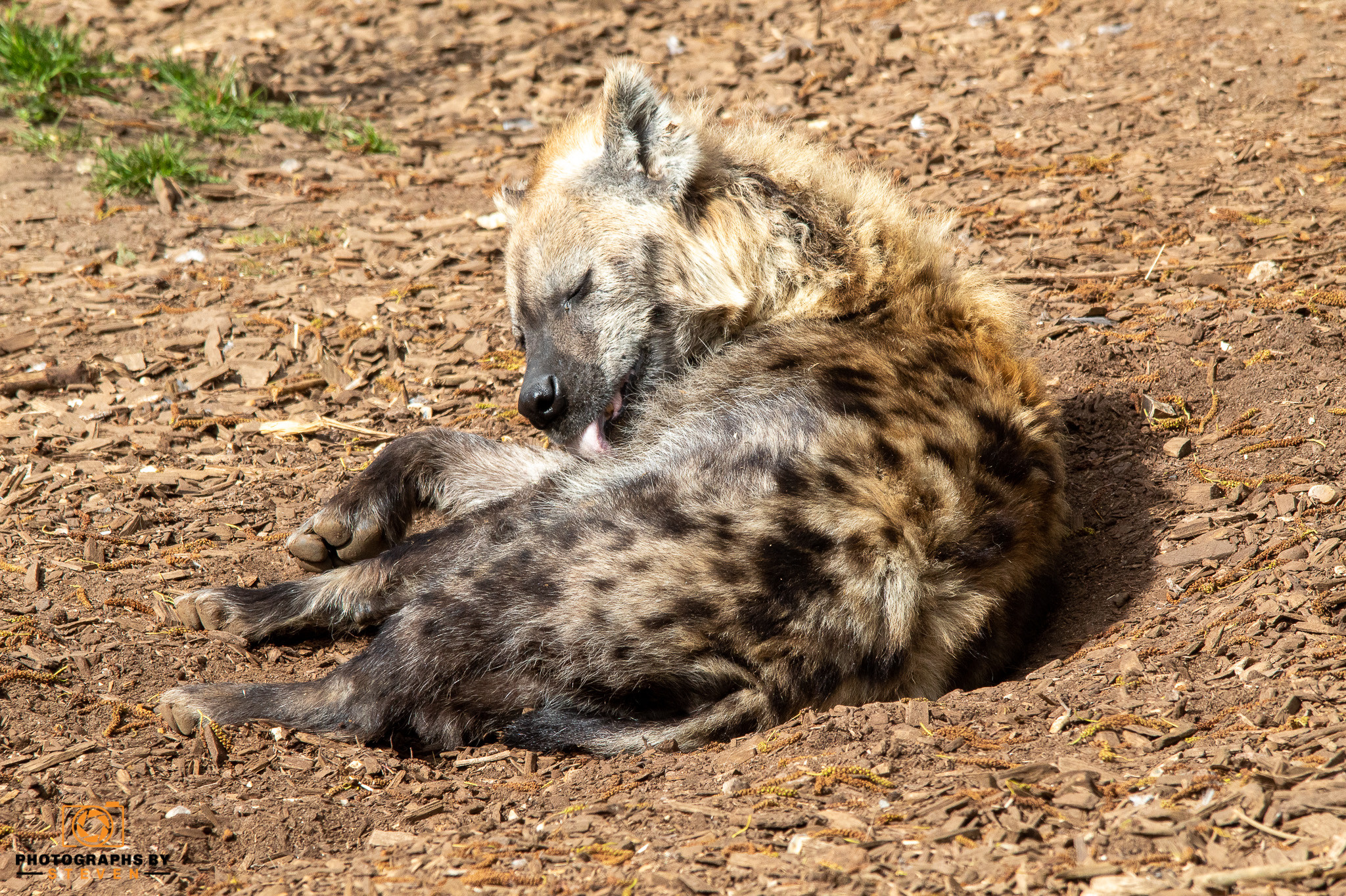 hyena wildlife animal mammal 