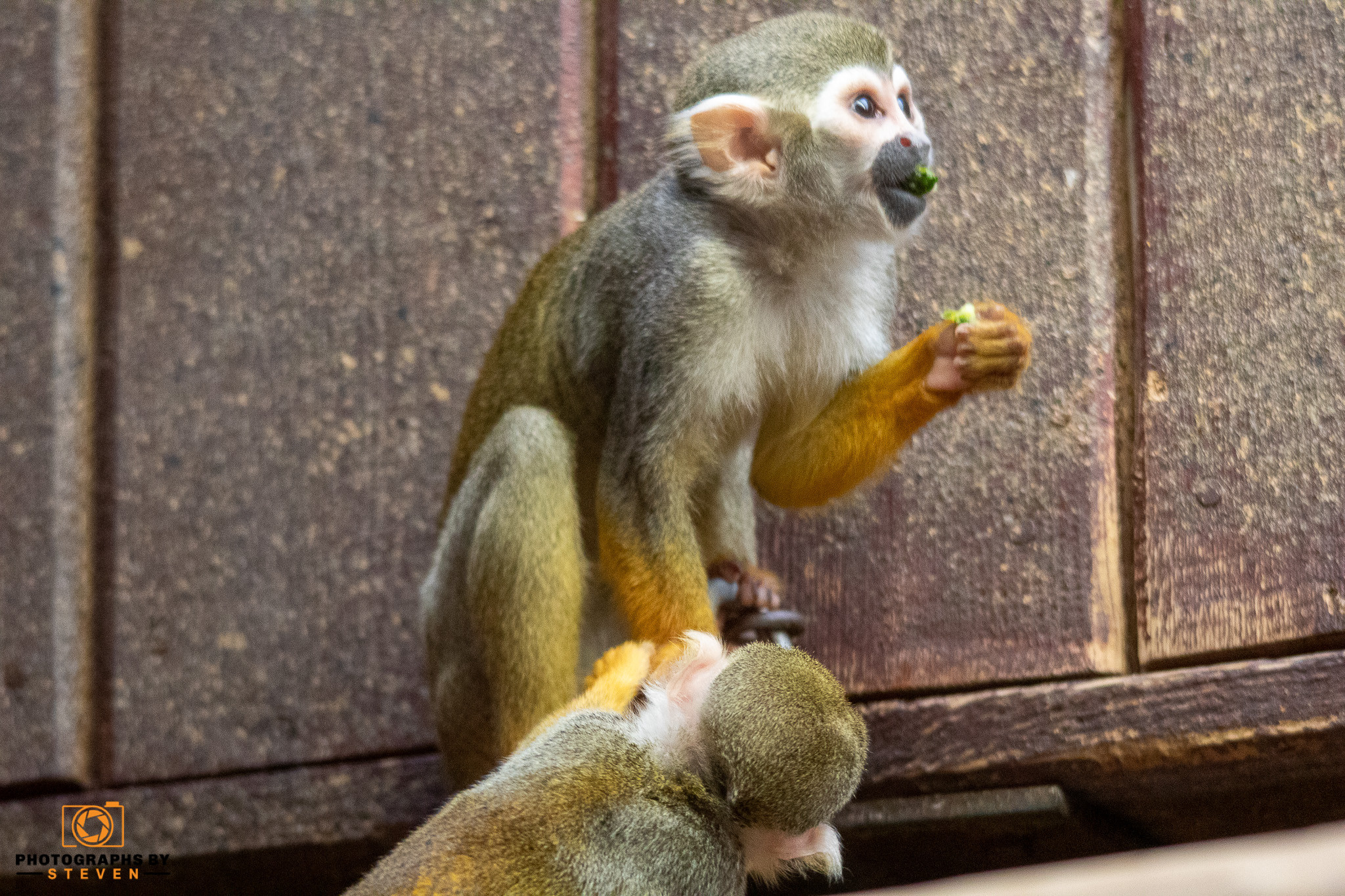 monkey mammal wildlife animal baboon 