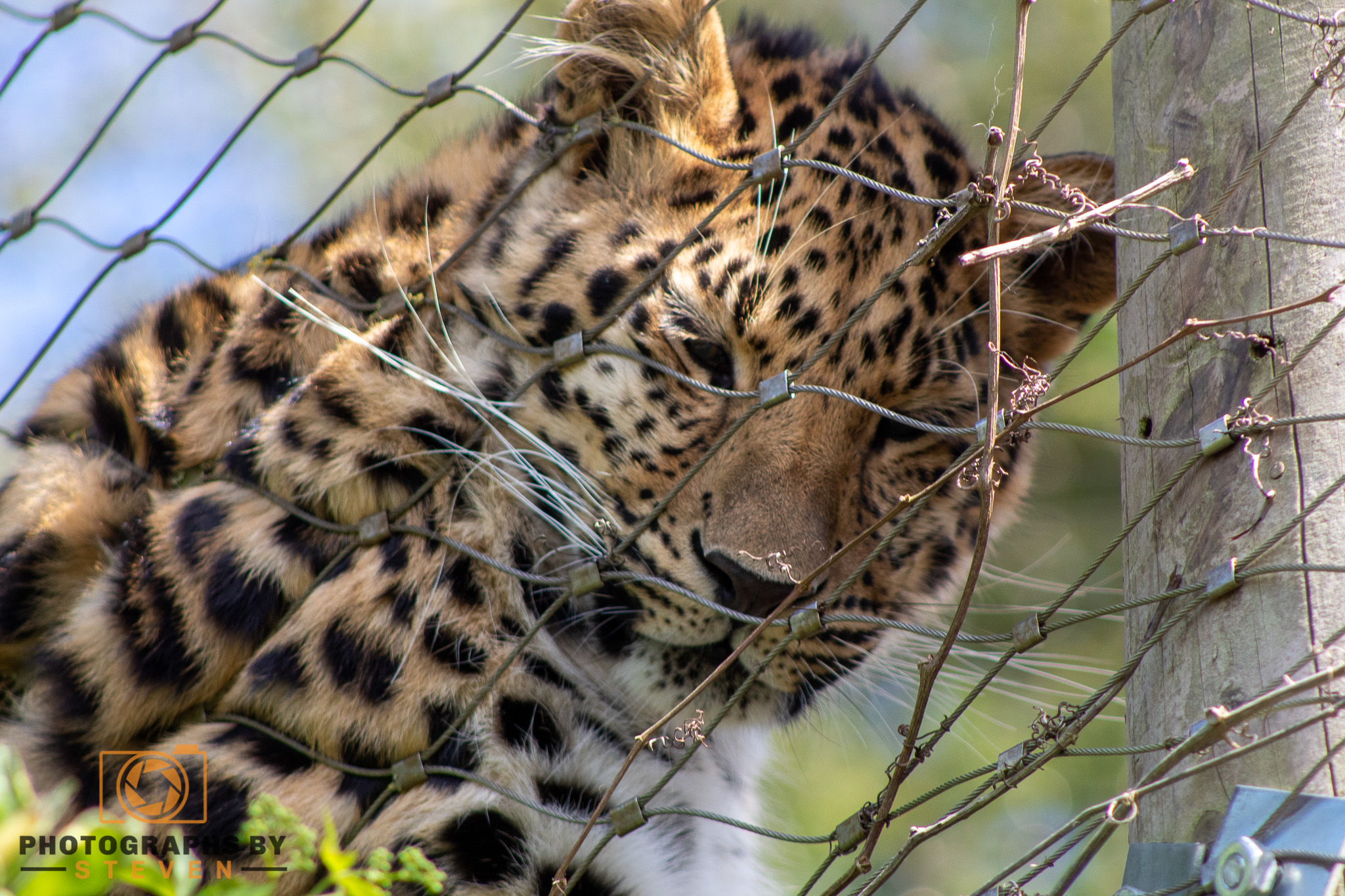leopard wildlife mammal animal 