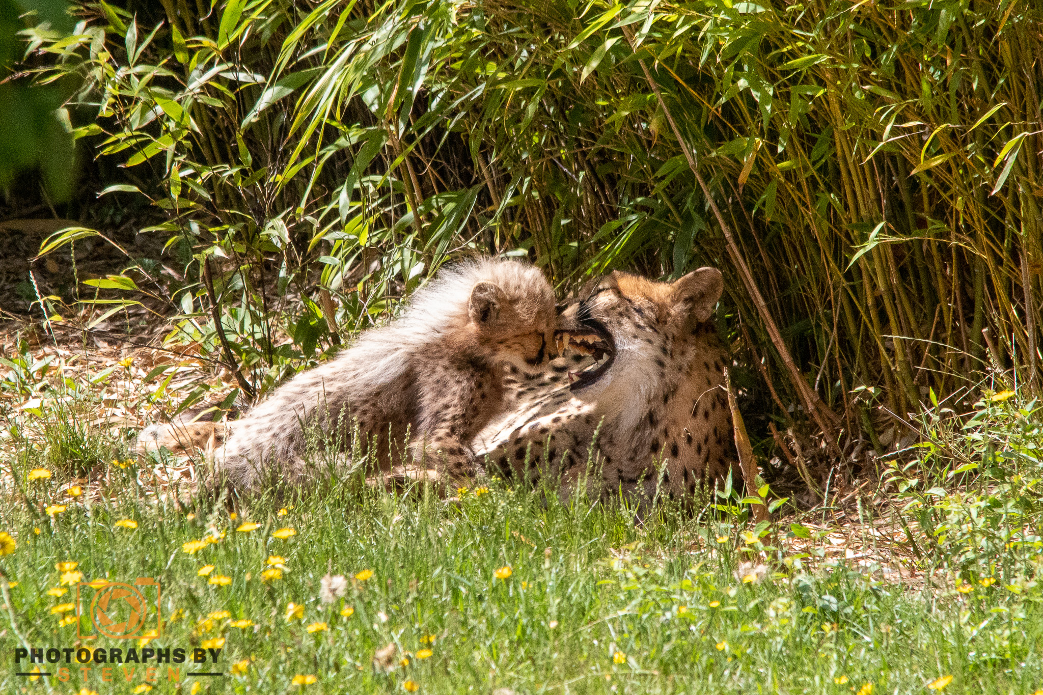 Cheetah with Cub