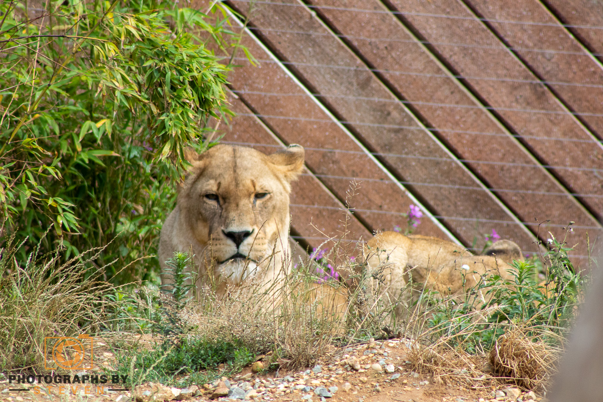 zoo animal lion mammal wildlife 