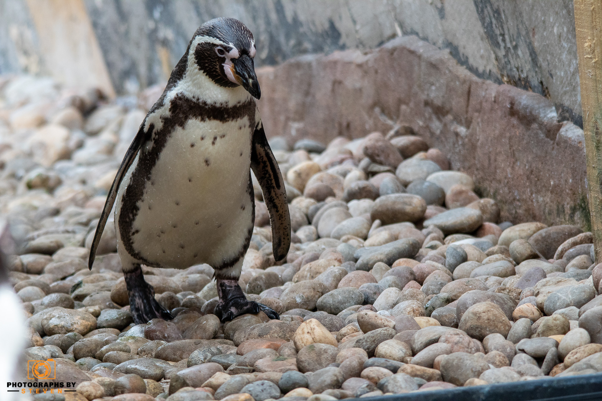 bird animal penguin 
