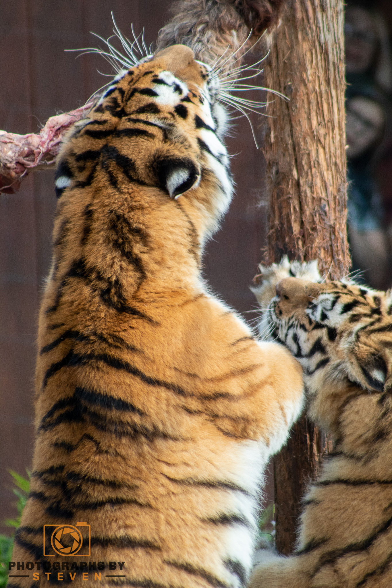 wildlife animal 