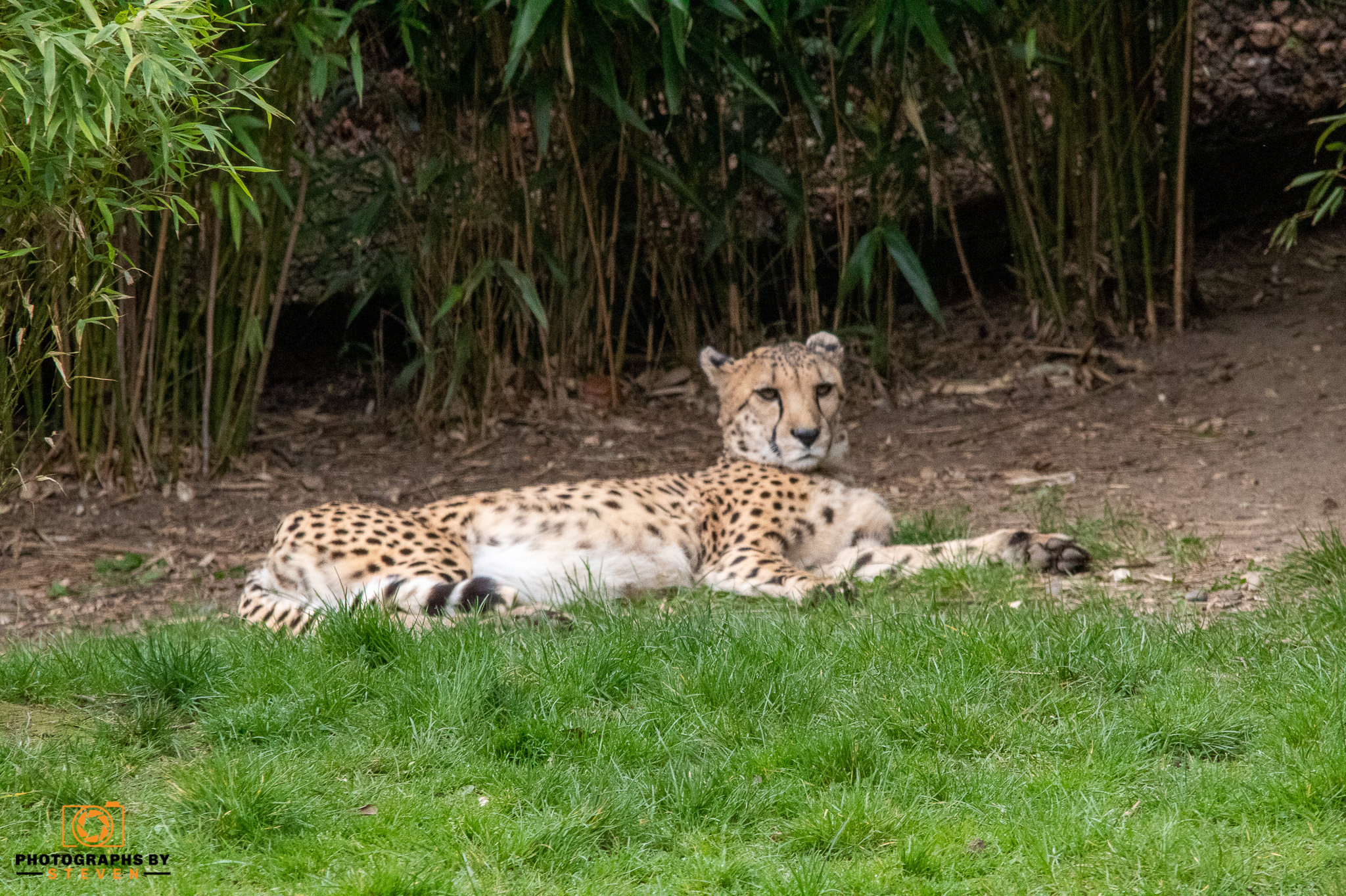 cheetah animal mammal wildlife 