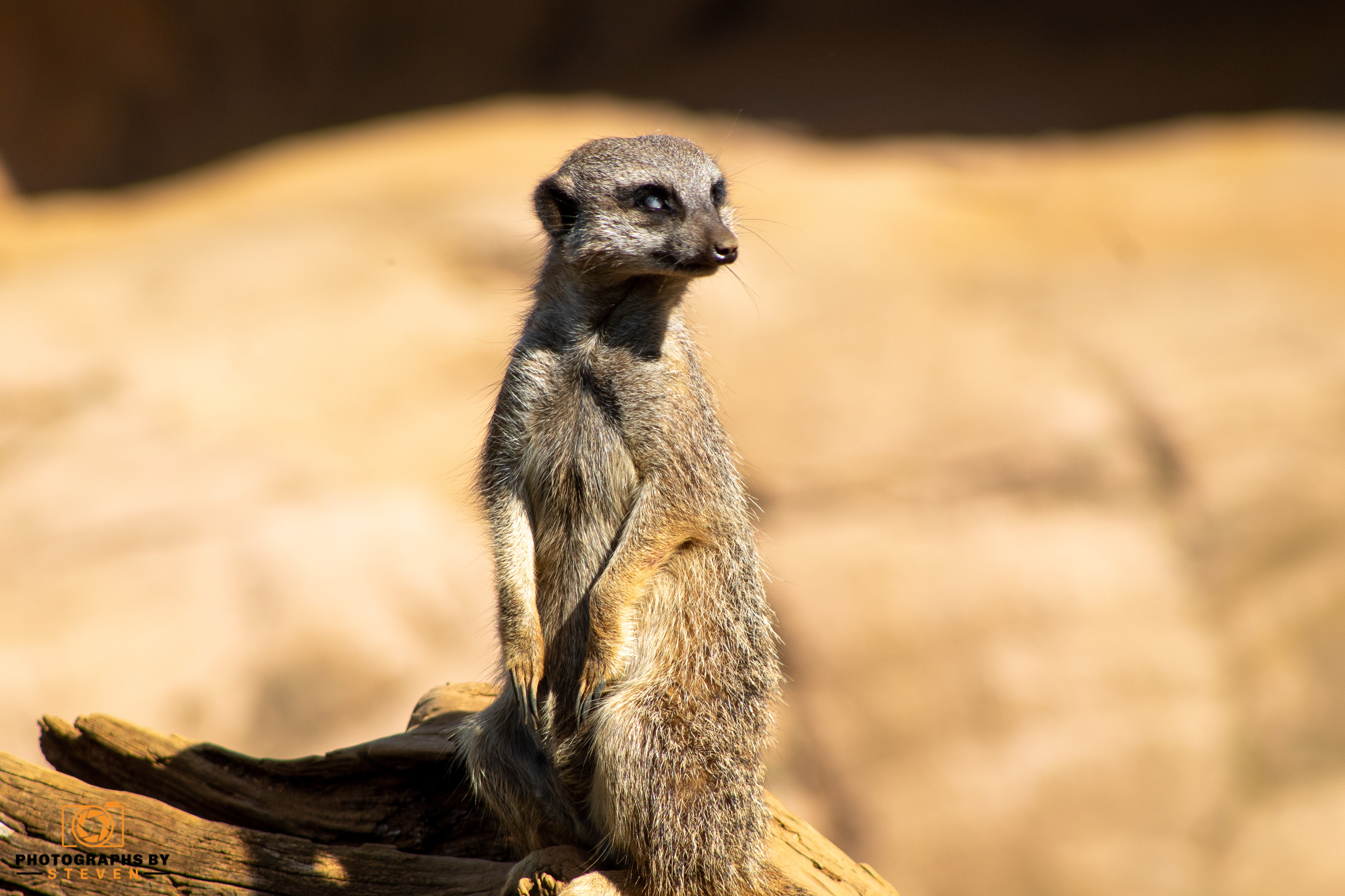 meerkat fun facts