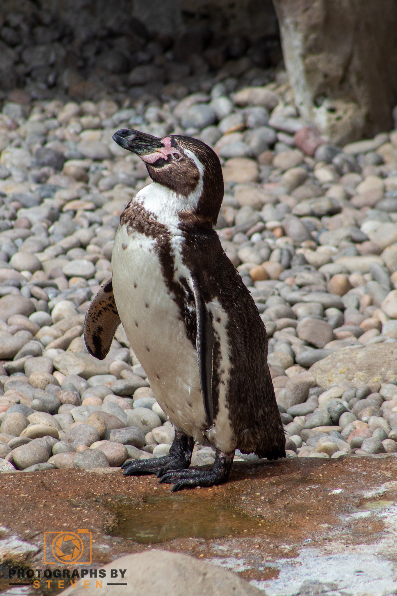 bird animal humbolt penguin 