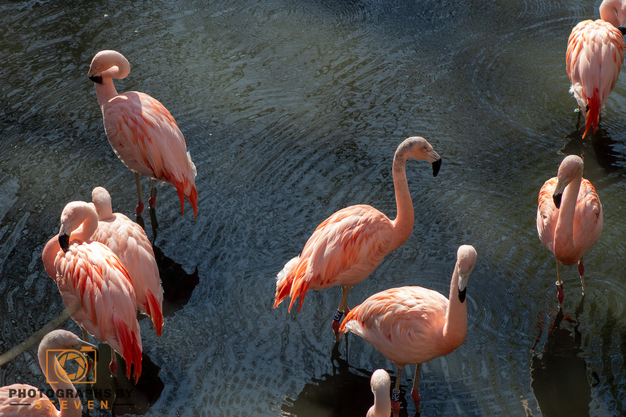 flamingo animal bird 