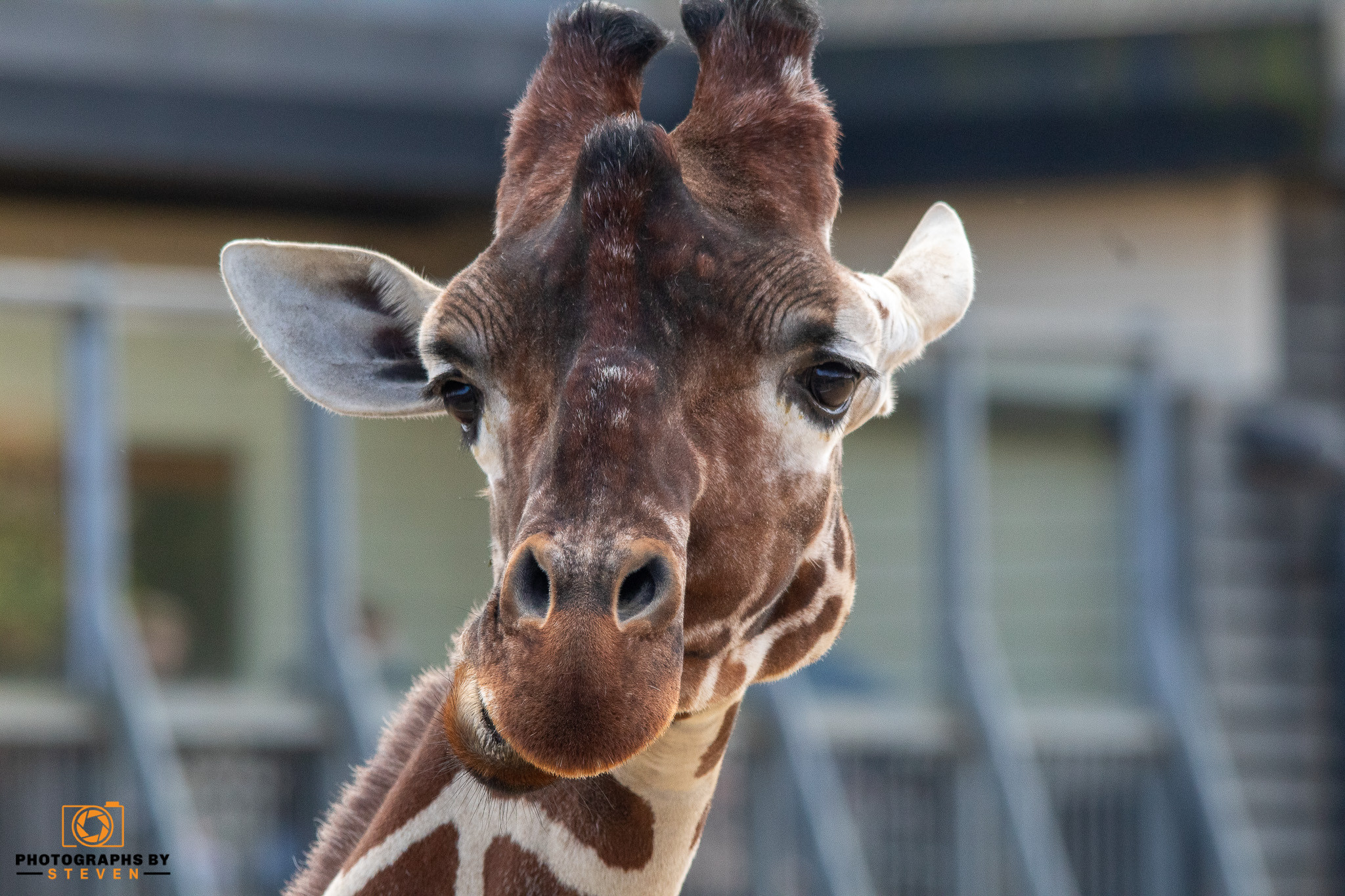 giraffe mammal wildlife animal 